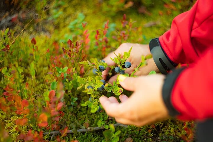 Fill your cup with forest treasures – no pesticides, just nature