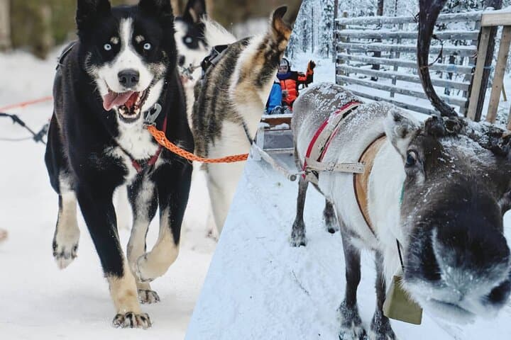 Ultimate Combo! Husky Safari & Reindeer Sleigh Ride