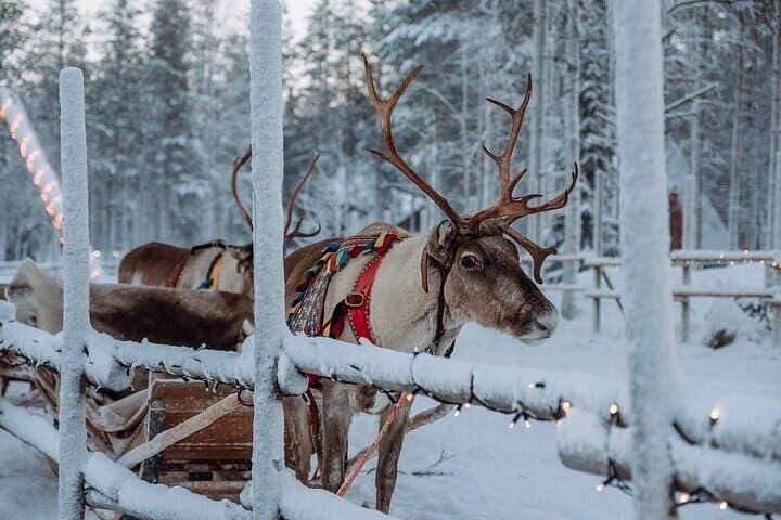 Arctic Circle Trip: Santa Claus' Village & Reindeer Experience