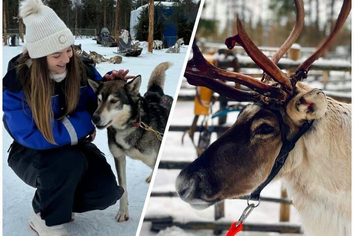 Ultimate Combo! Husky Safari & Reindeer Sleigh Ride