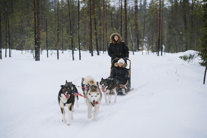 Experience Husky Safari from Rovaniemi
