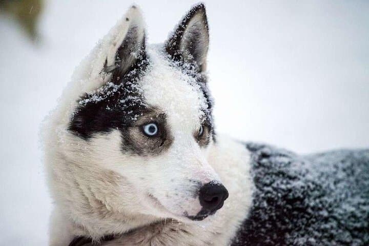Experience Husky Safari from Rovaniemi