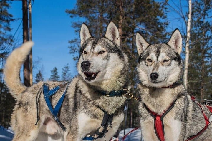 Experience Husky Safari from Rovaniemi