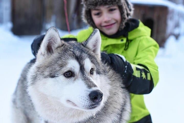 Experience Husky Safari from Rovaniemi