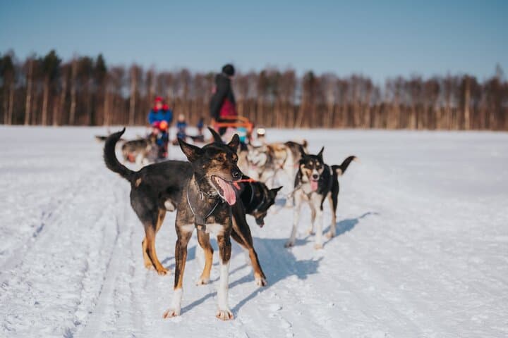 Trail of Tails Step into the Mushing Life in 5KM Husky Safari