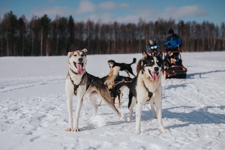 Trail of Tails Step into the Mushing Life in 5KM Husky Safari
