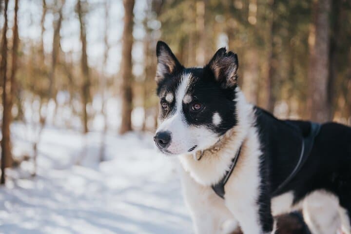 Trail of Tails Step into the Mushing Life in 5KM Husky Safari