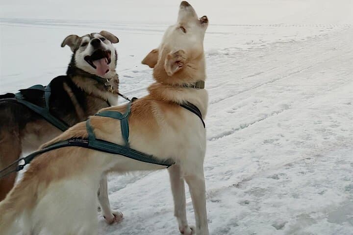 Rovaniemi Insider Husky Sleigh Ride Adventure on the Frozen Lake