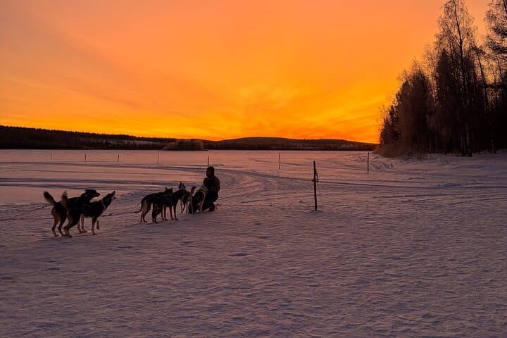 Rovaniemi Insider Husky Sleigh Ride Adventure on the Frozen Lake