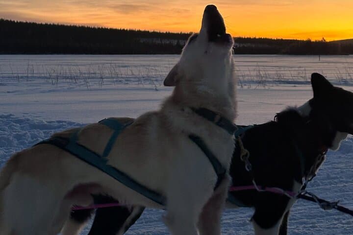 Rovaniemi Insider Husky Sleigh Ride Adventure on the Frozen Lake