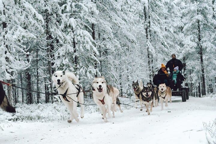 Experience Husky Safari from Rovaniemi