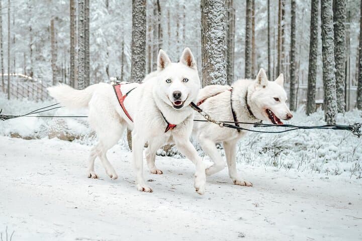 Experience Husky Safari from Rovaniemi