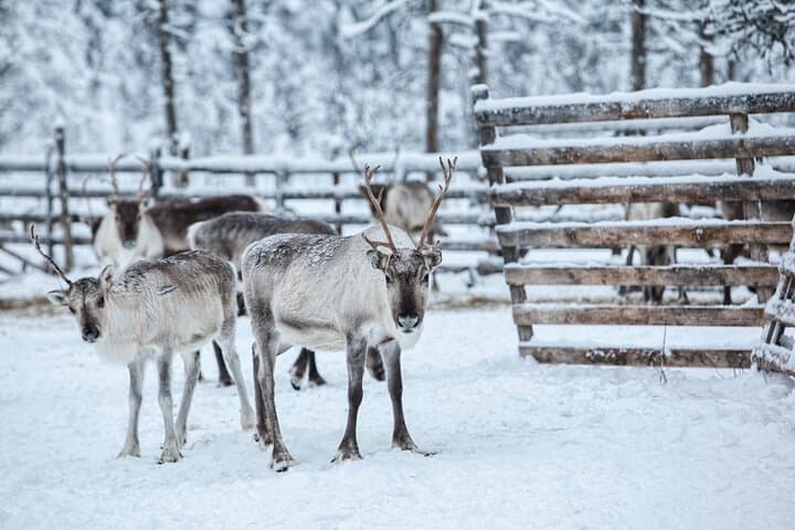 Rovaniemi: Reindeer Sleigh Ride (2,5km) Through Snowy Landscapes