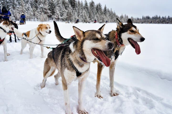 Rovaniemi: Husky Self-Drive (7km) Through Snowy Landscapes