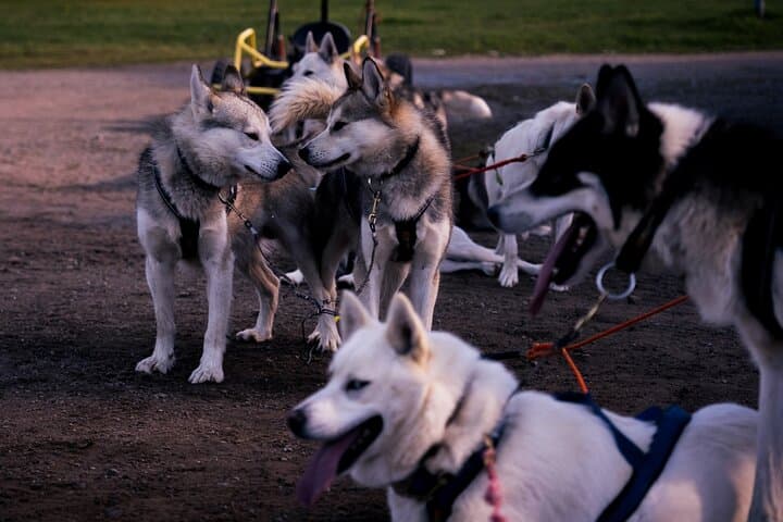 Rovaniemi: Drive Your Own Husky Team (5-8 km) & BBQ