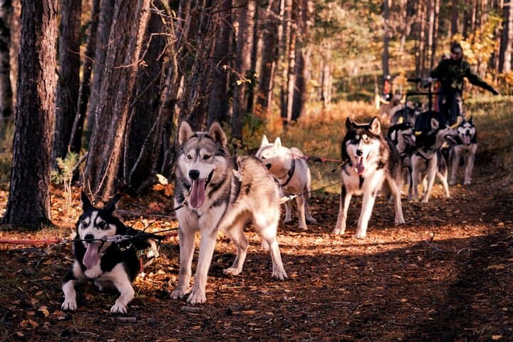 Rovaniemi: Drive Your Own Husky Team (5-8 km) & BBQ