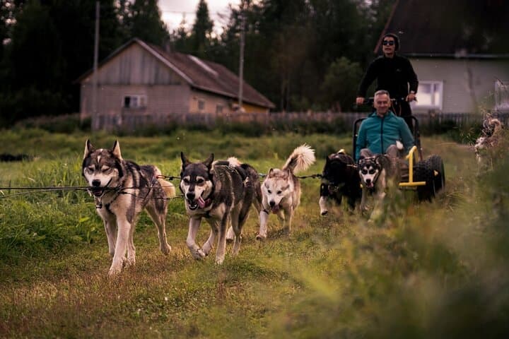 Rovaniemi: Drive Your Own Husky Team (5-8 km) & BBQ