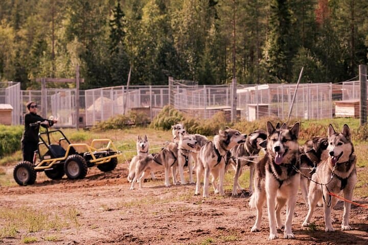 Rovaniemi: Drive Your Own Husky Team (5-8 km) & BBQ