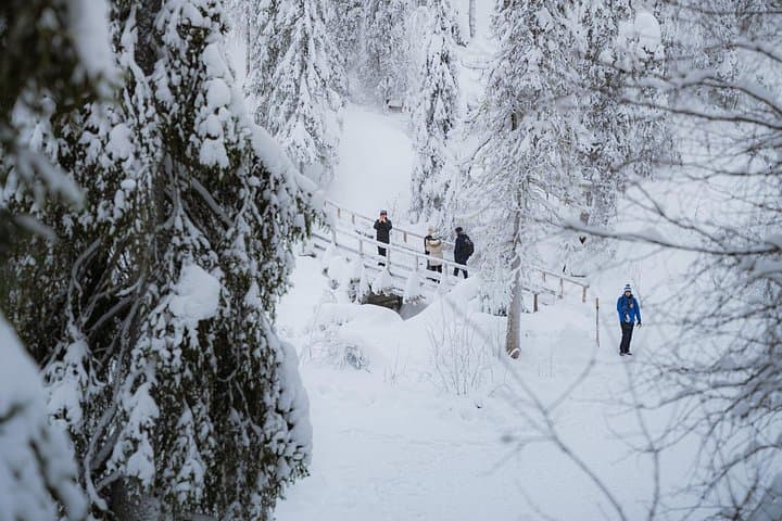 Riisitunturi National Park Full Day Guided Hike from Rovaniemi