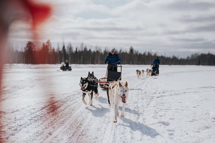The Husky Forest Escape - 10KM Husky Safari