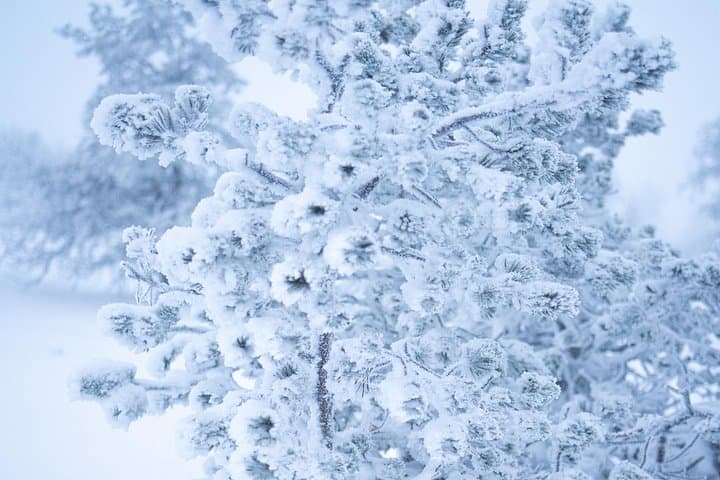 Riisitunturi National Park Full Day Guided Hike from Rovaniemi
