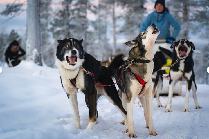 Husky Adventure 10km