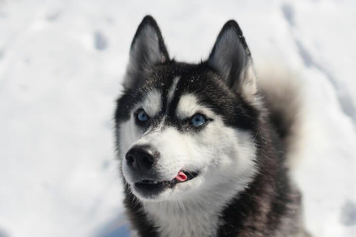 5KM Husky Sled Ride from Levi