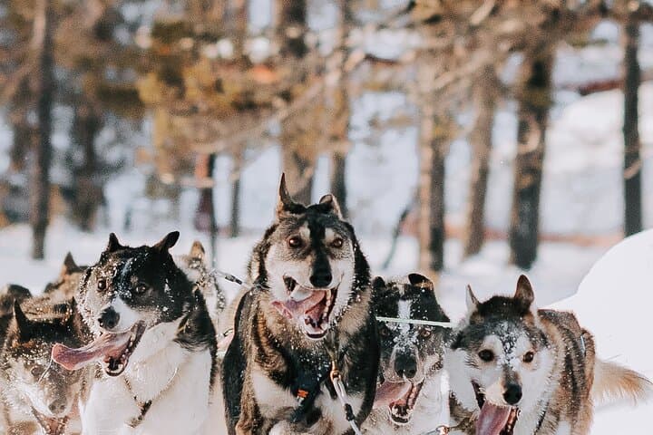 Husky Adventure 10km