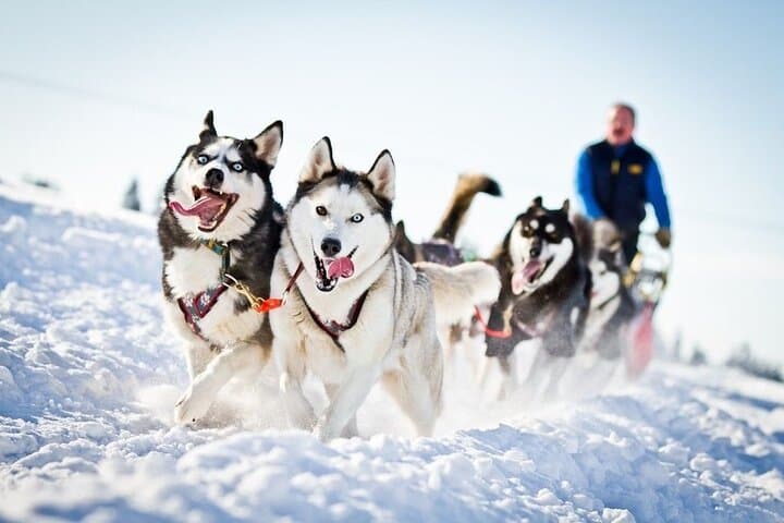 2km Husky Safari and Kennel Visit at Arctic Circle