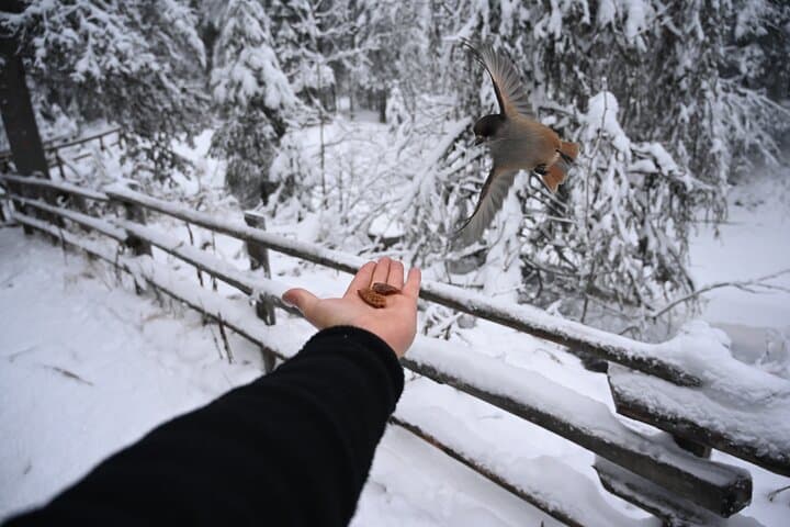 Rovaniemi: Korouoma Frozen Waterfalls Hike with Hot BBQ Lunch