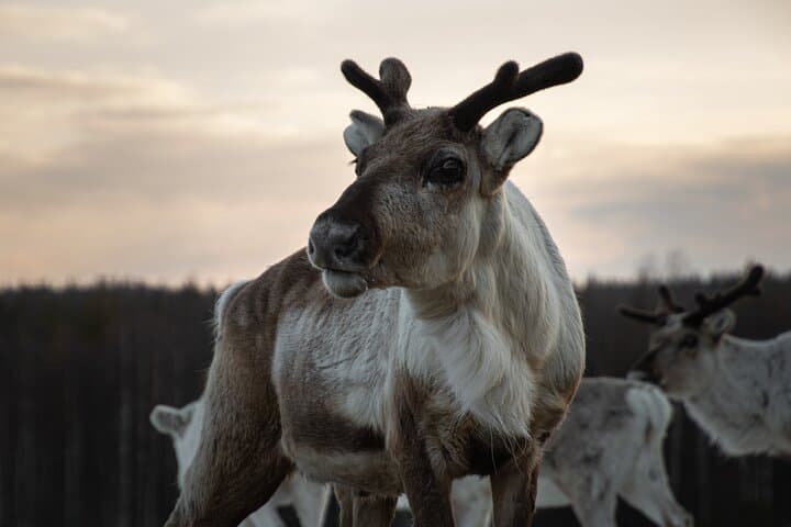 ROVANIEMI: Reindeer Farm Visit and Walking