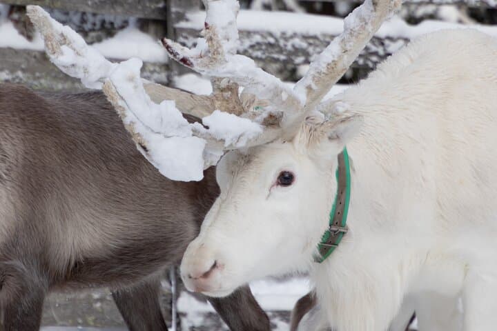 ROVANIEMI: Reindeer Farm Visit and Walking