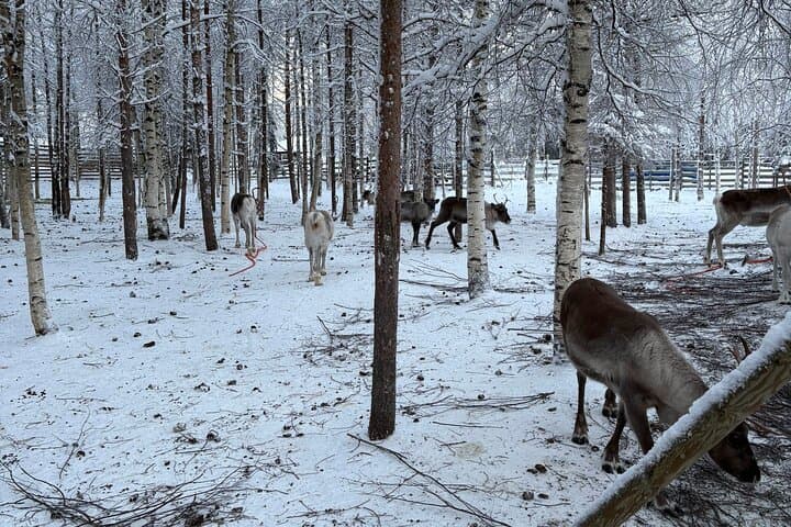 Reindeer Sleigh Ride in Rovaniemi