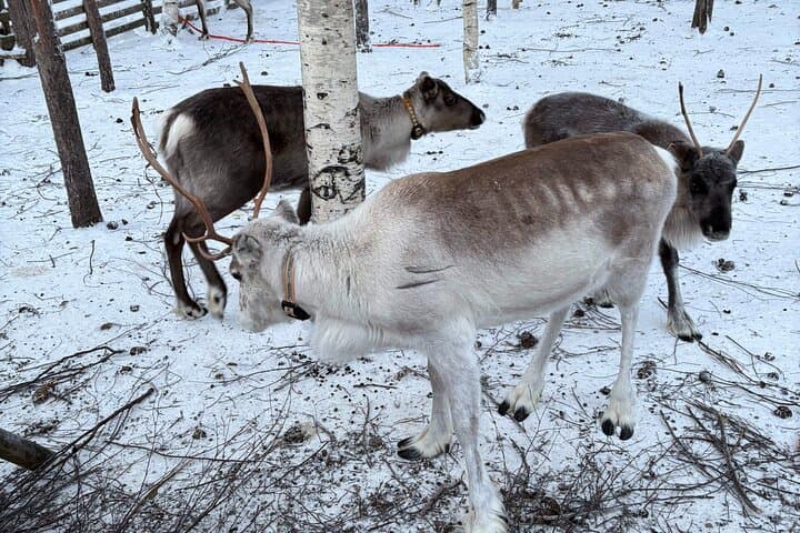 Reindeer Sleigh Ride in Rovaniemi
