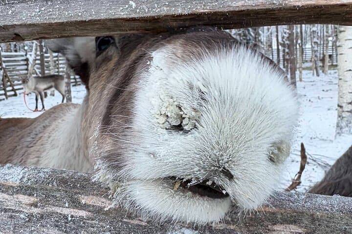 Reindeer Sleigh Ride in Rovaniemi