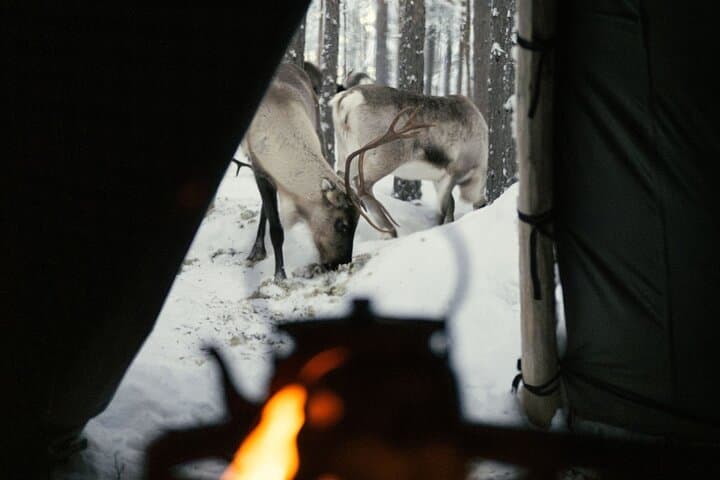 Ivalo: Aurora Hunting with Reindeer