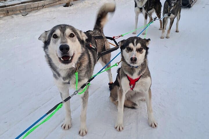 Rovaniemi: Self-drive Husky Safari to a Reindeer farm