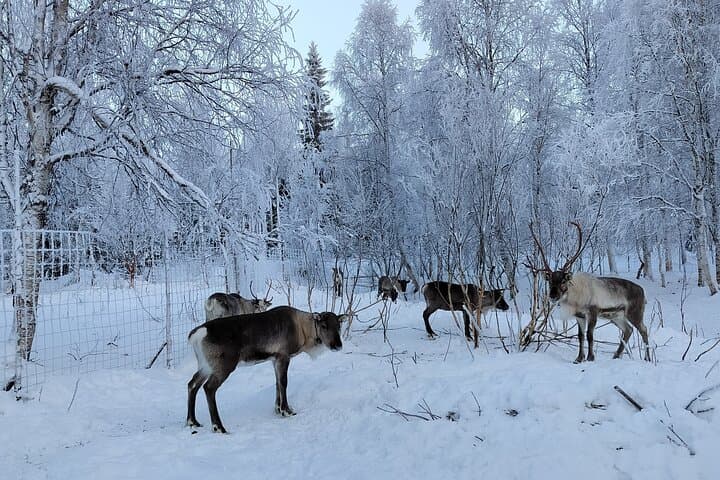 Visit our reindeer farm
