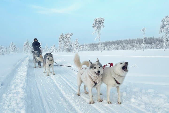 Husky Wild Running