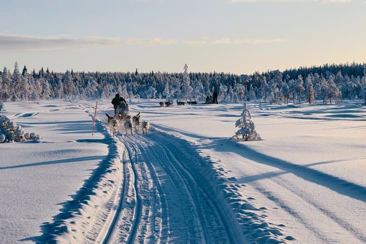 Husky Wild Running
