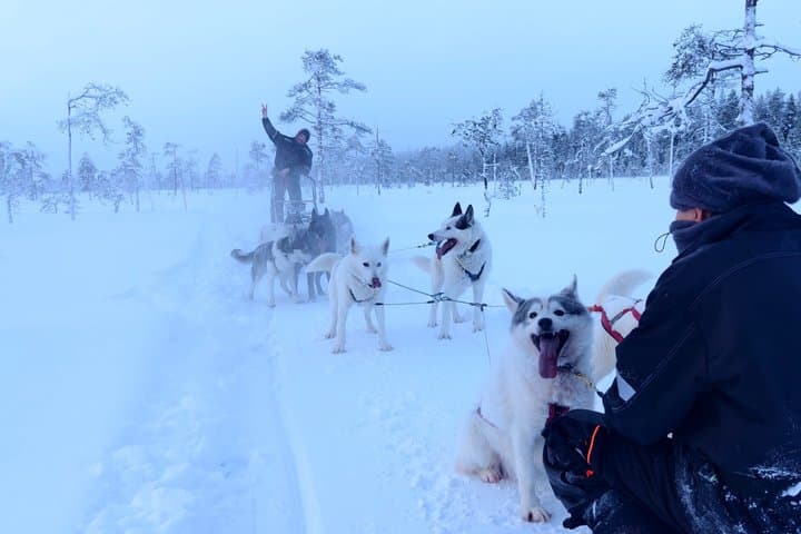 Husky Wild Running