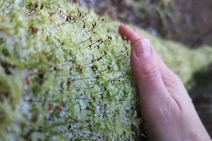 Helsinki: Restorative Forest Experience on Seurasaari Island