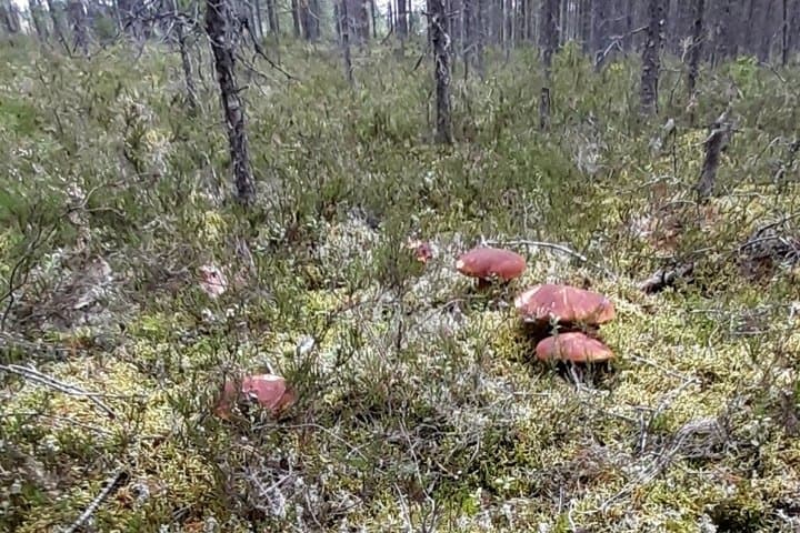 24hour Survival in Lapland Forest Sauna Hot tube and Lunch