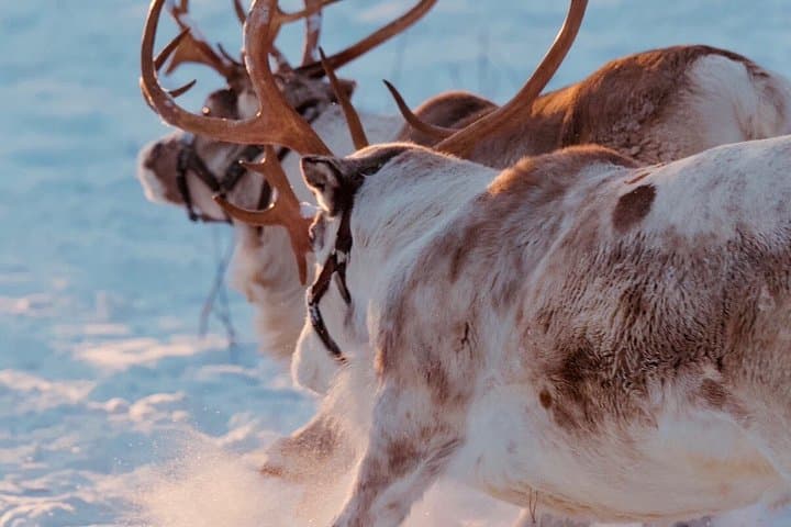 Reindeer Feeding Experience with Local Guide in Levi