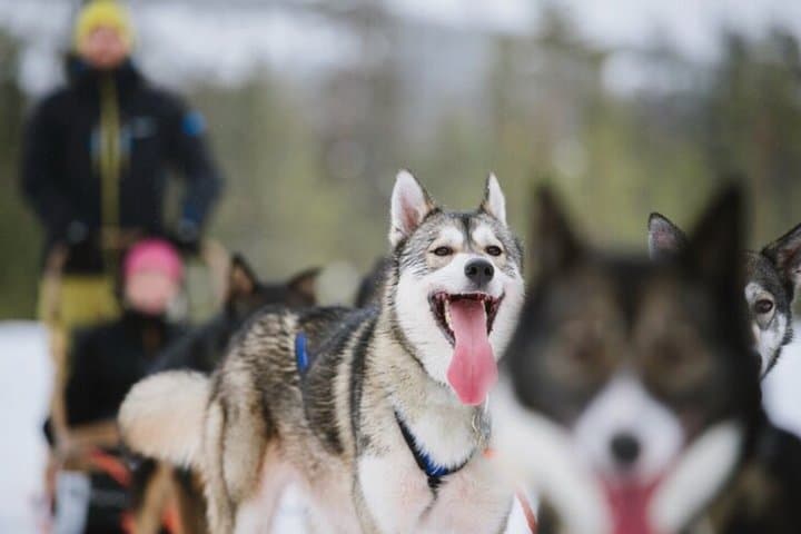 Santa Claus Village: Husky and Reindeer Combo with Hotel Transfer