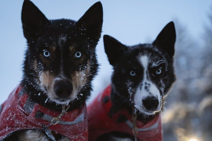 Nulkki Husky Adventure