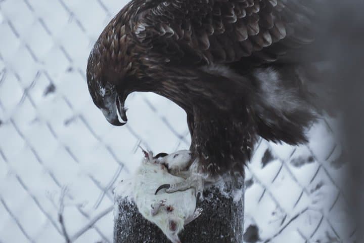 Ranua WildLife Zoo Park