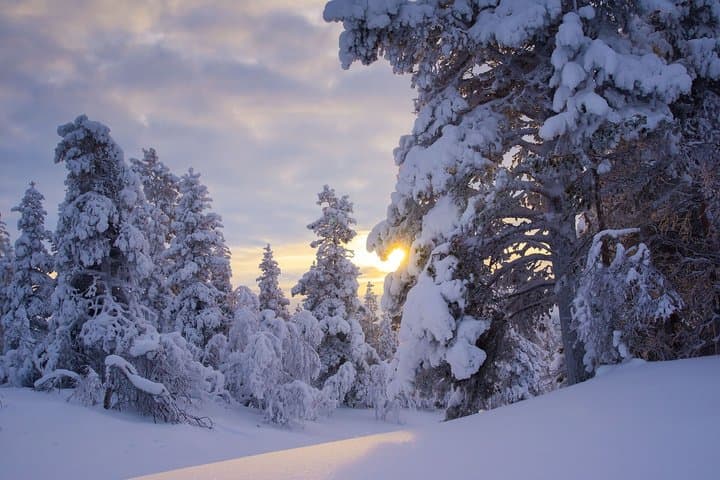 Rovaniemi Snowy Forest 3 Hour Tour like in the movies