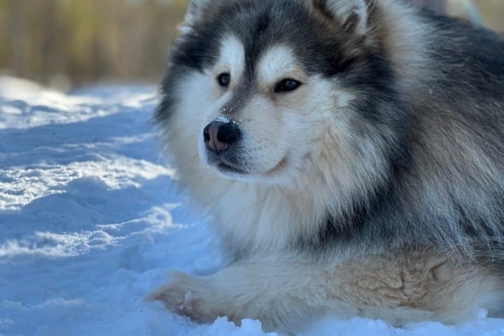 Rovaniemi Husky Adventure 2 or 5 km Ride with Transfers