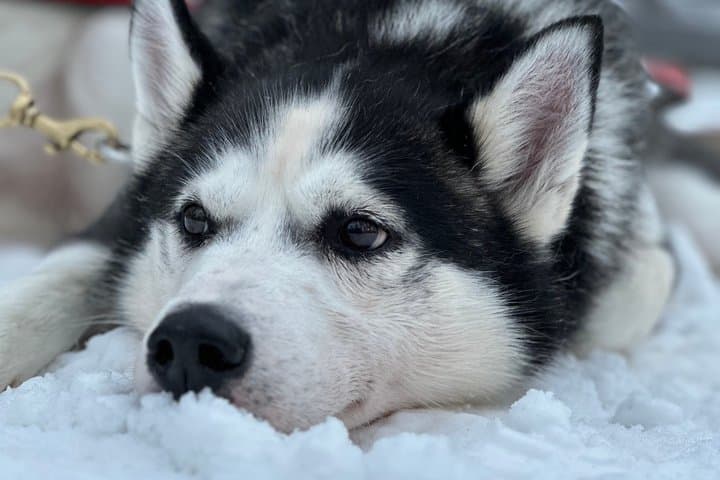 Rovaniemi Husky Adventure 2 or 5 km Ride with Transfers